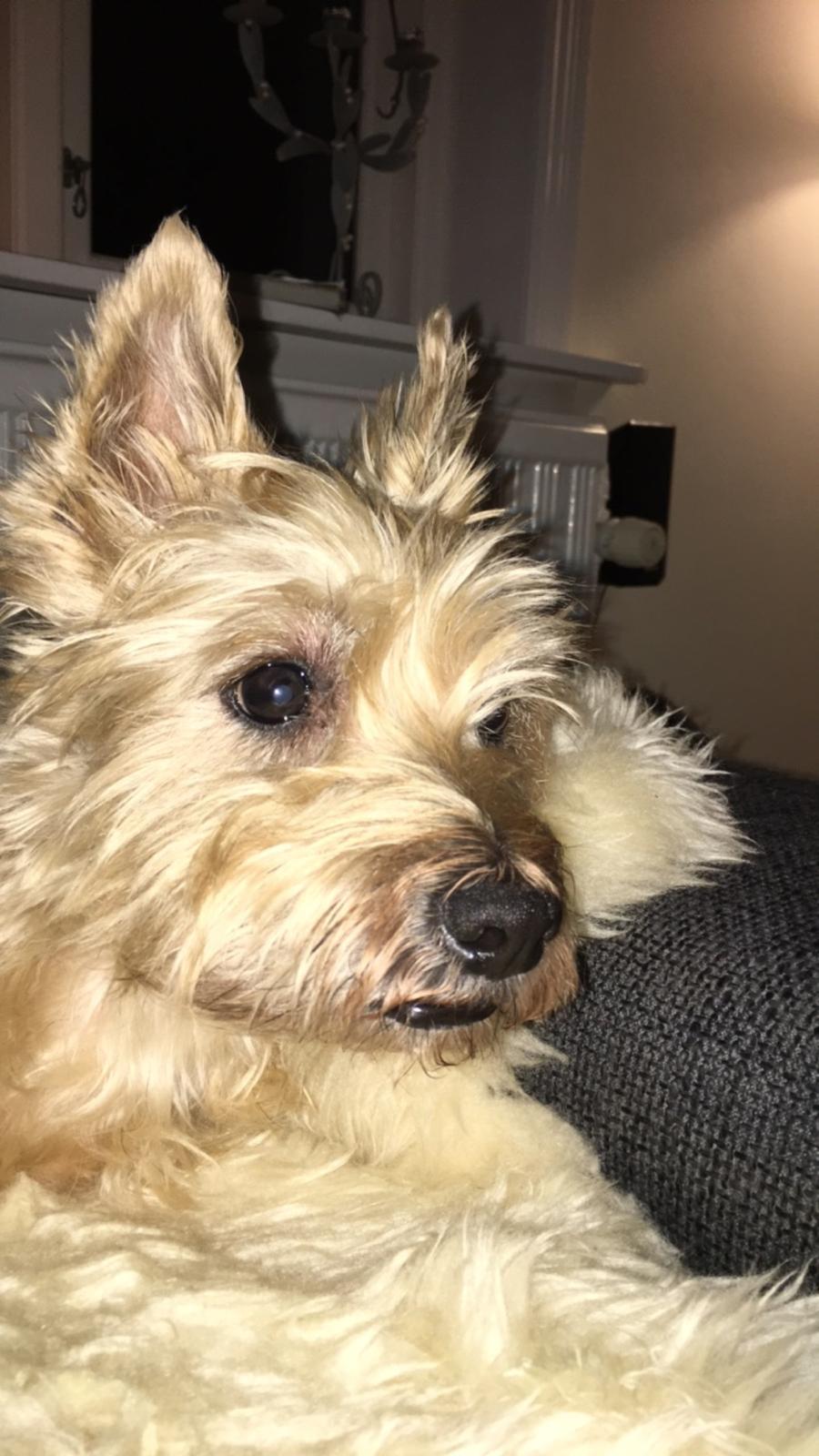 Cairn terrier Luigi billede 15