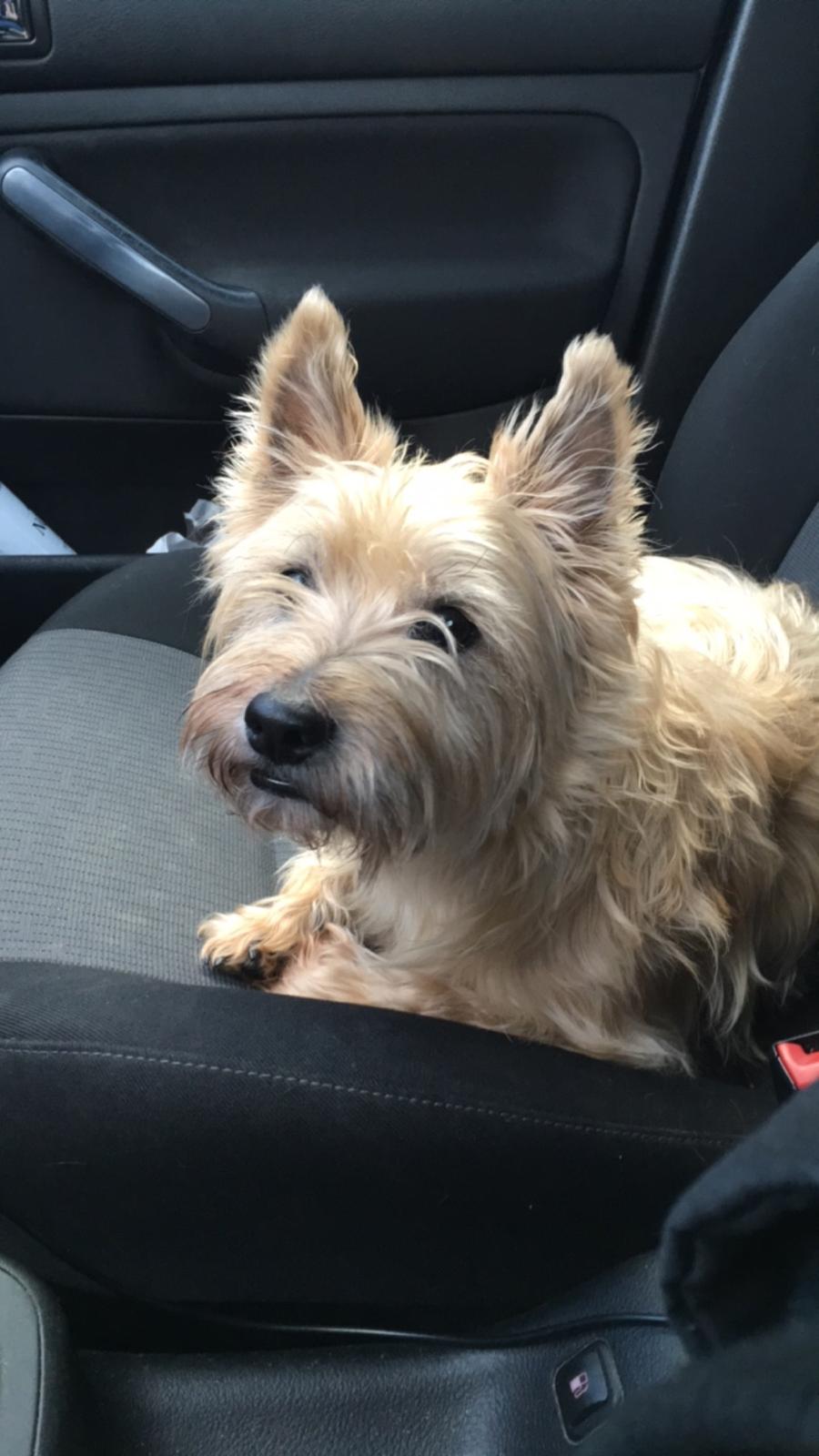 Cairn terrier Luigi billede 18