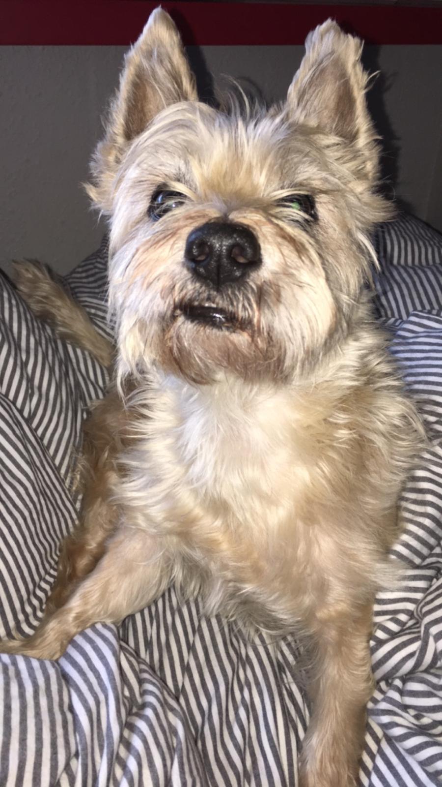 Cairn terrier Luigi billede 11