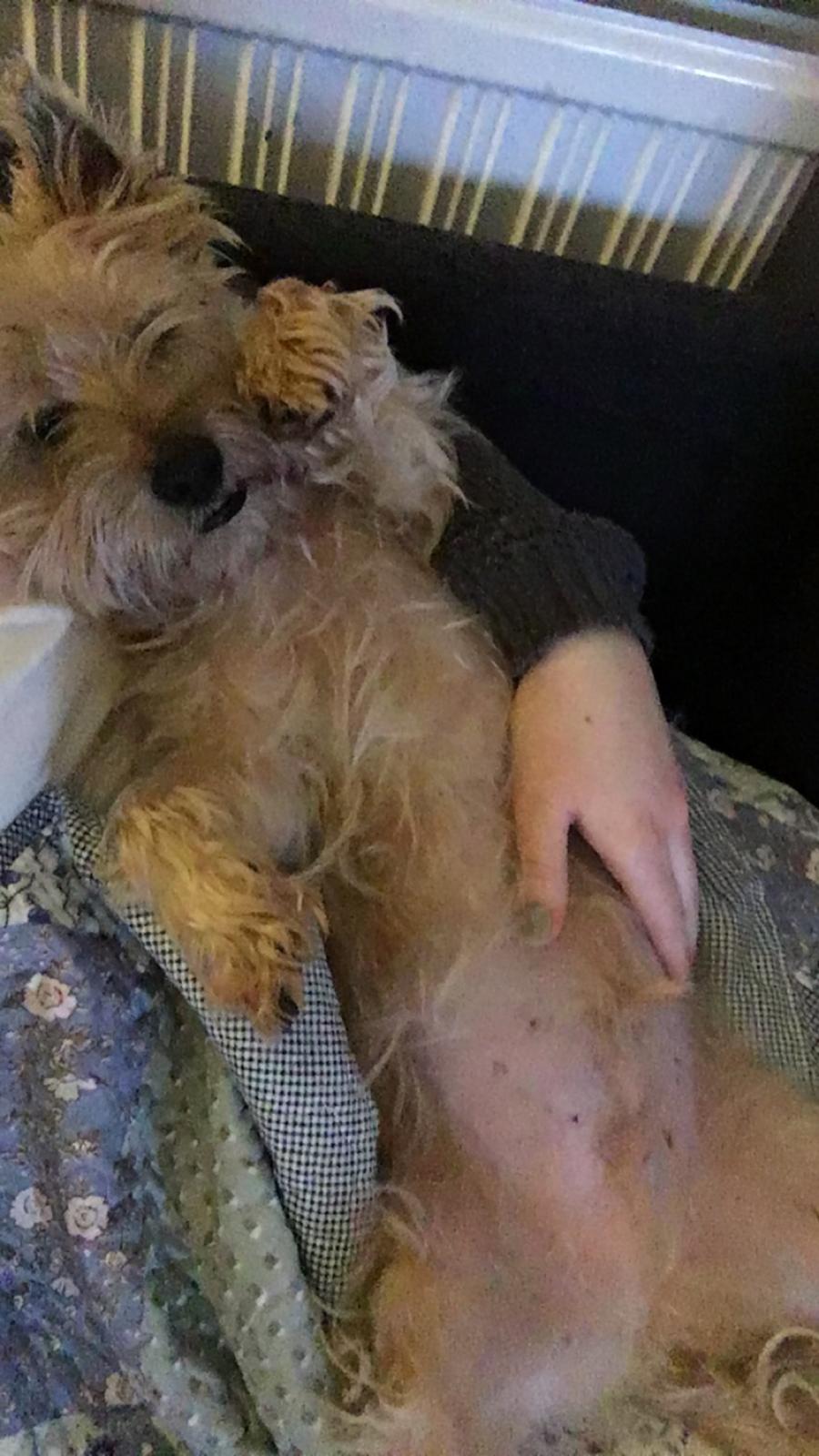 Cairn terrier Luigi billede 19