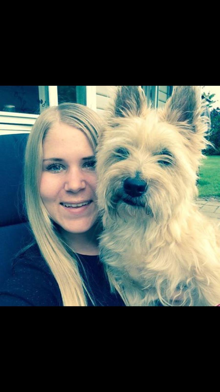 Cairn terrier Luigi billede 21