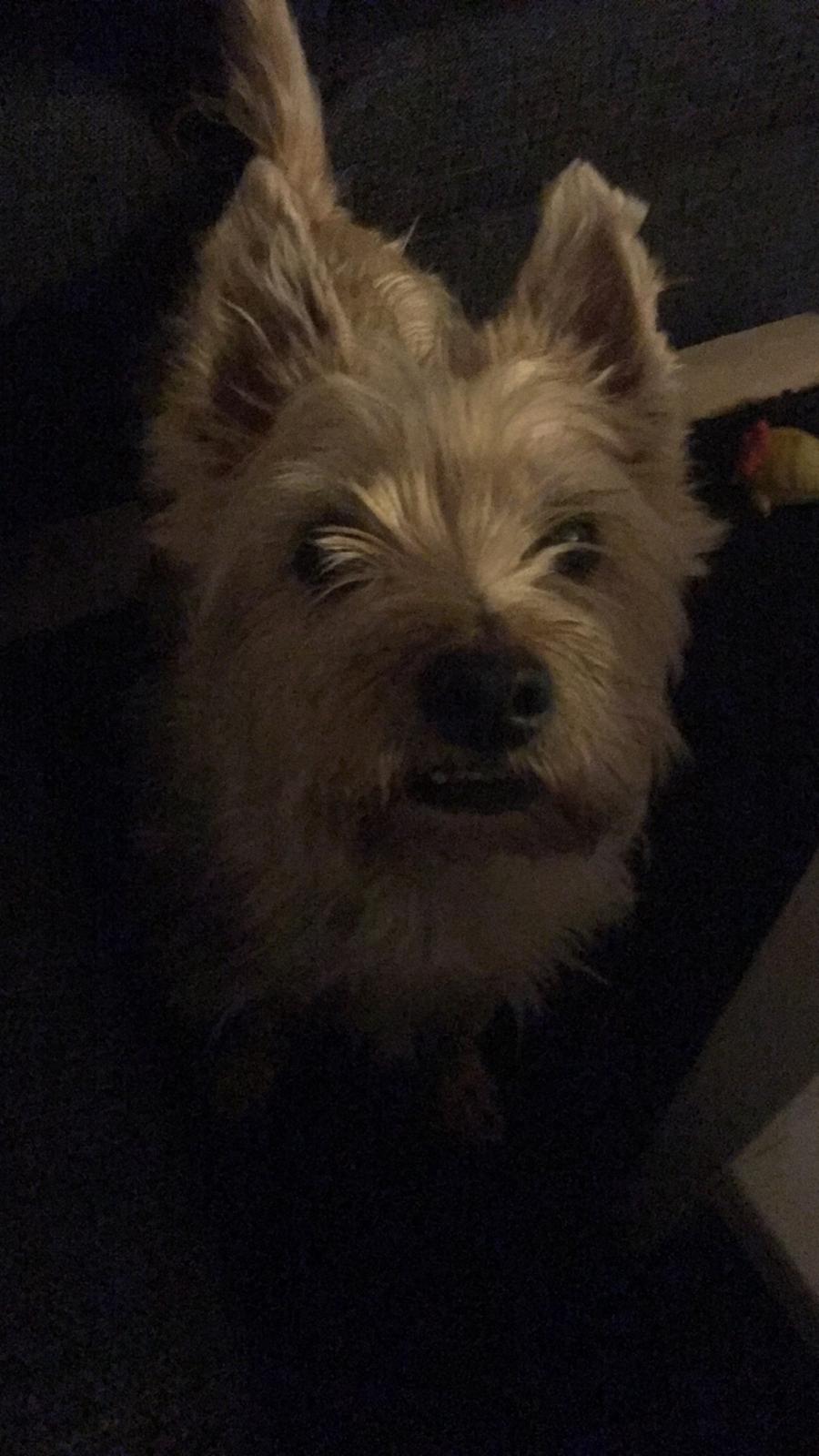 Cairn terrier Luigi billede 23
