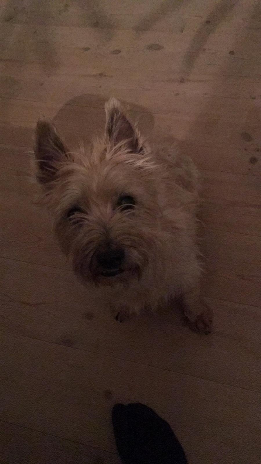 Cairn terrier Luigi billede 25