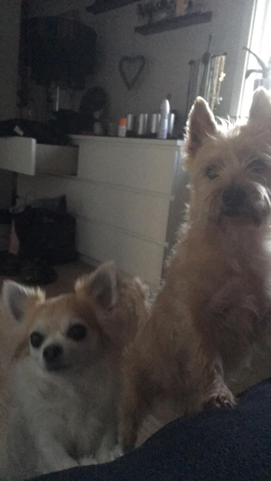 Cairn terrier Luigi billede 22