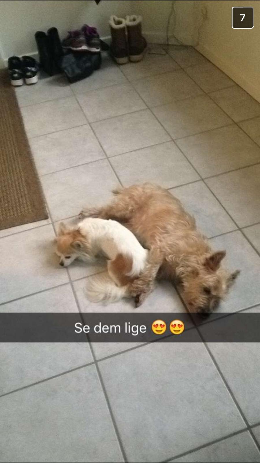 Cairn terrier Luigi billede 26