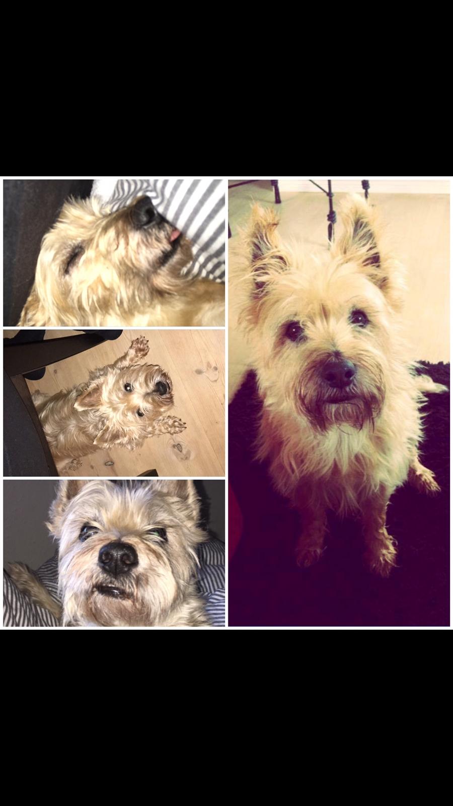 Cairn terrier Luigi billede 27
