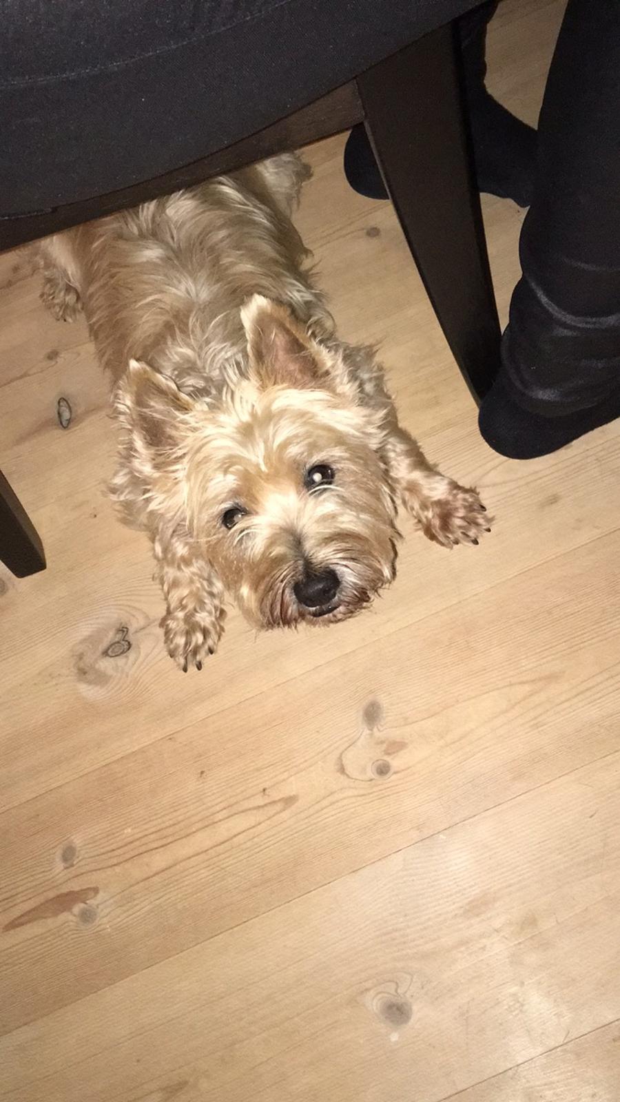 Cairn terrier Luigi billede 24