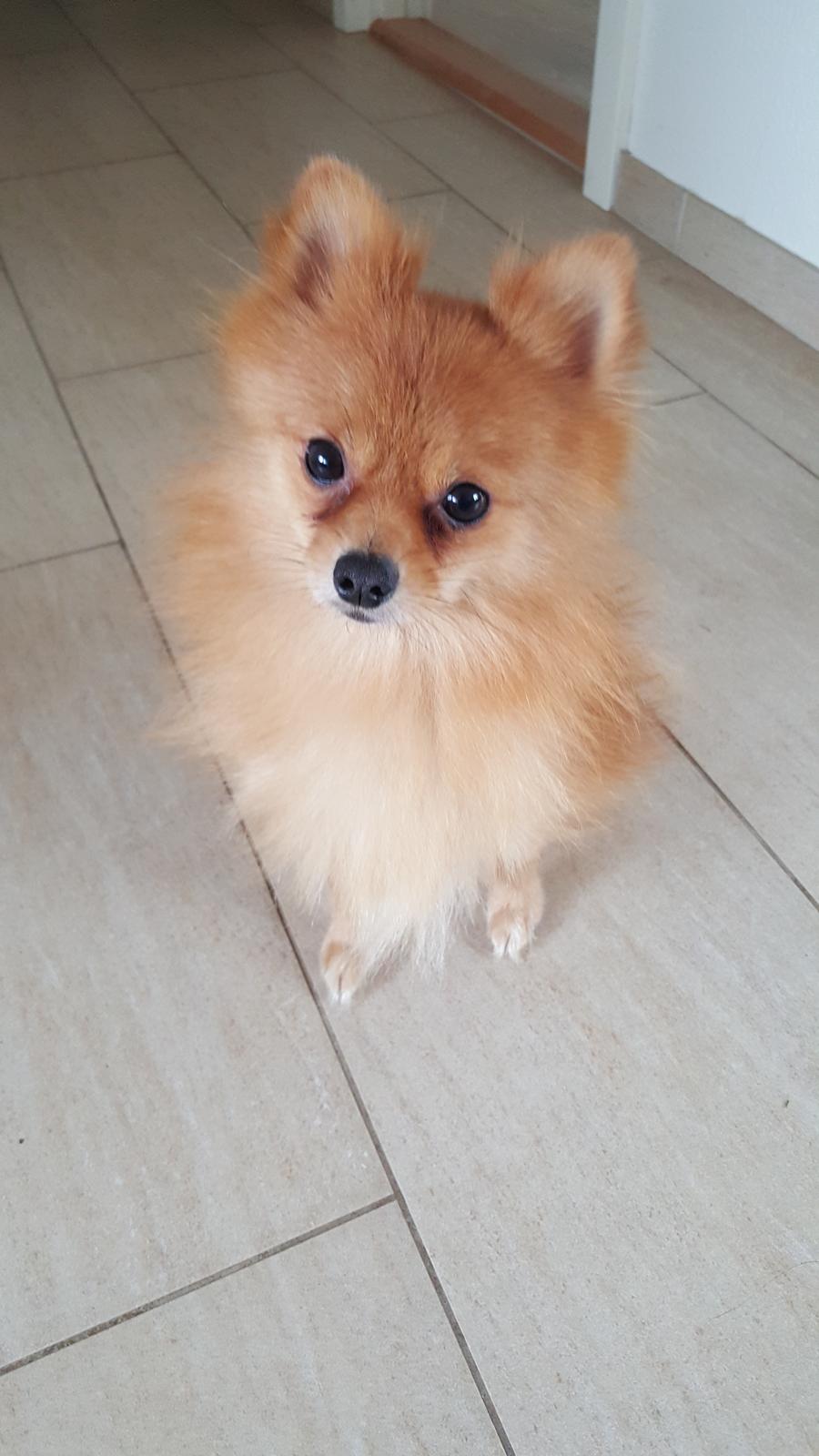 Pomeranian Jimmybrian  billede 1