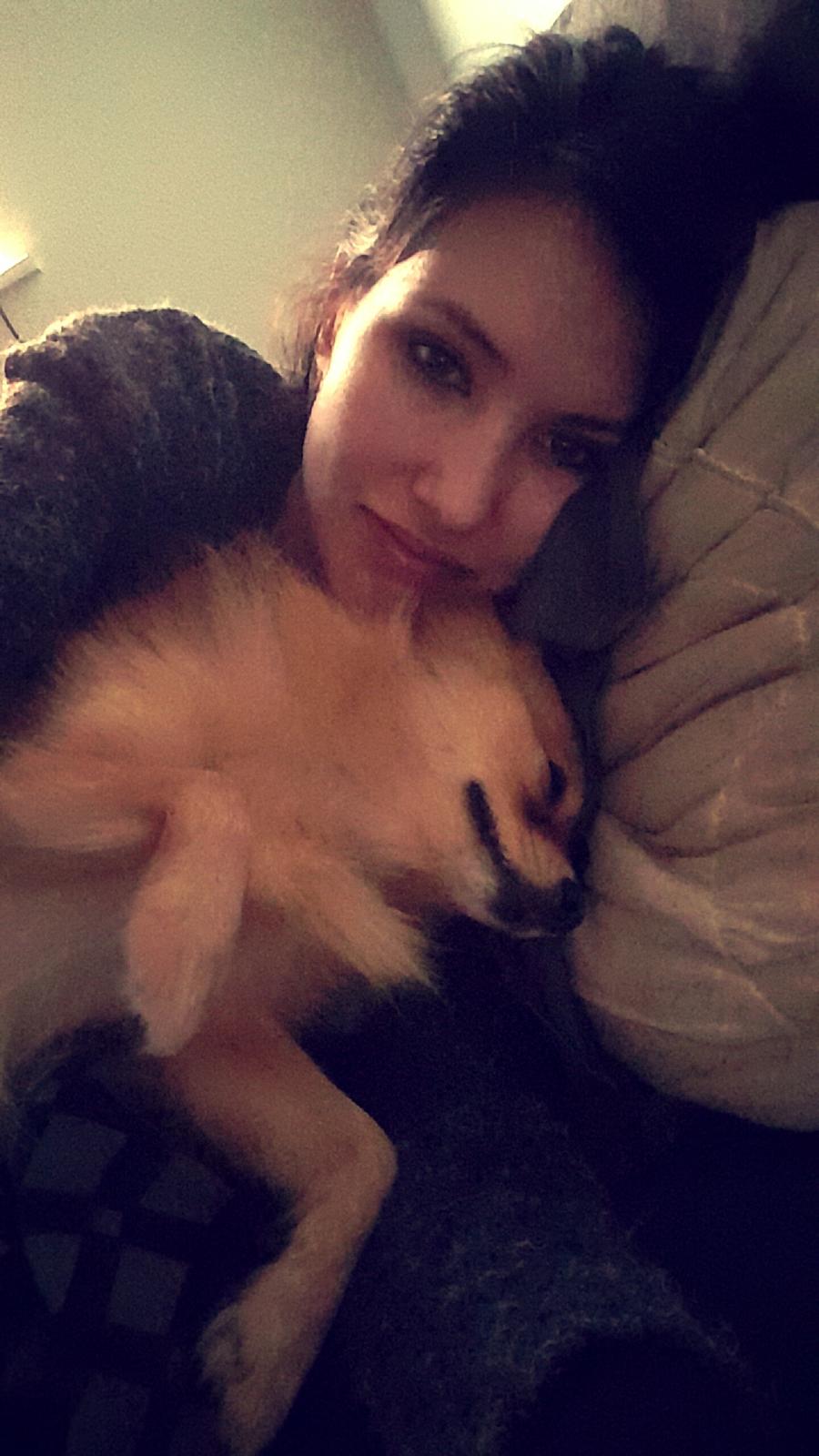 Pomeranian Jimmybrian  billede 2