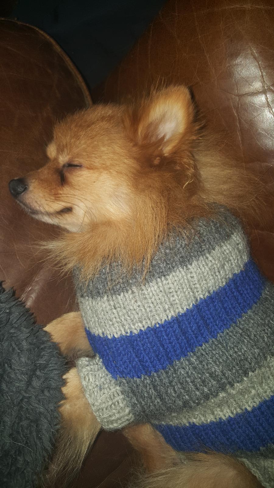 Pomeranian Jimmybrian  billede 3