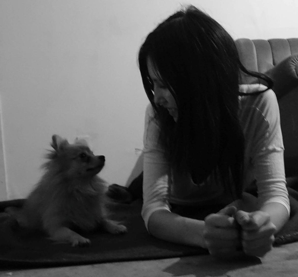 Pomeranian Jimmybrian  billede 6