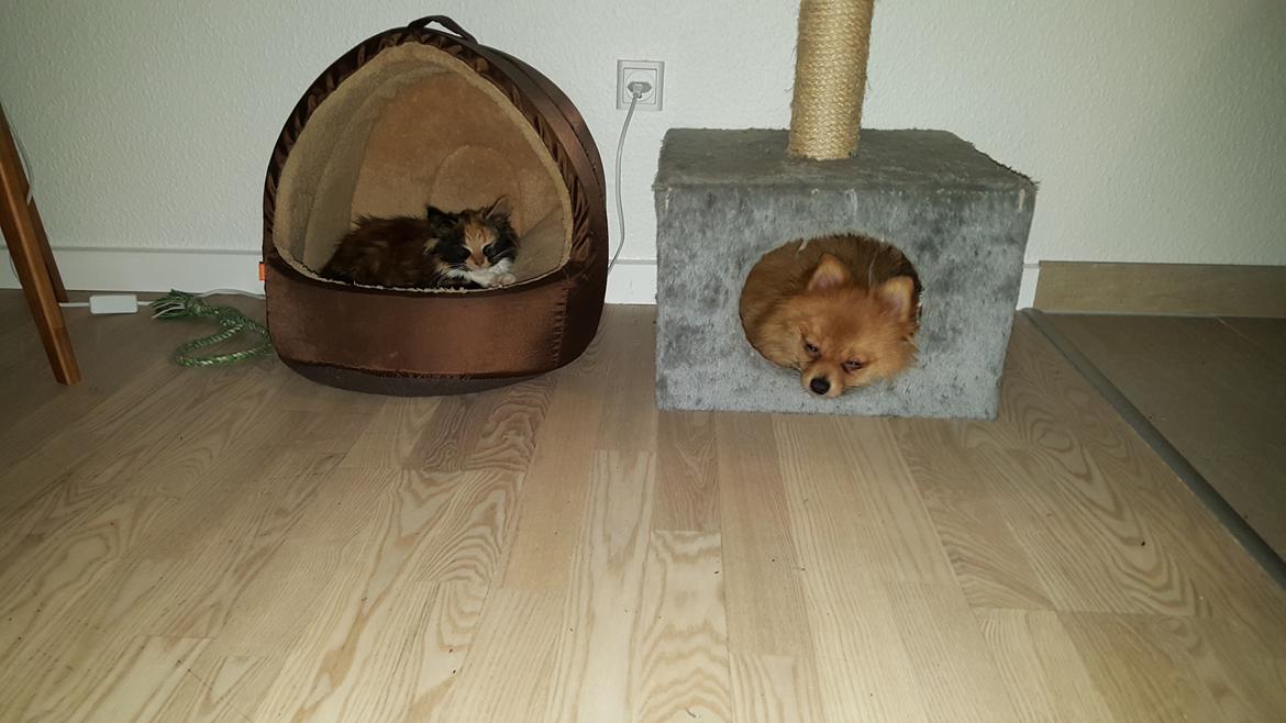 Pomeranian Jimmybrian  billede 7