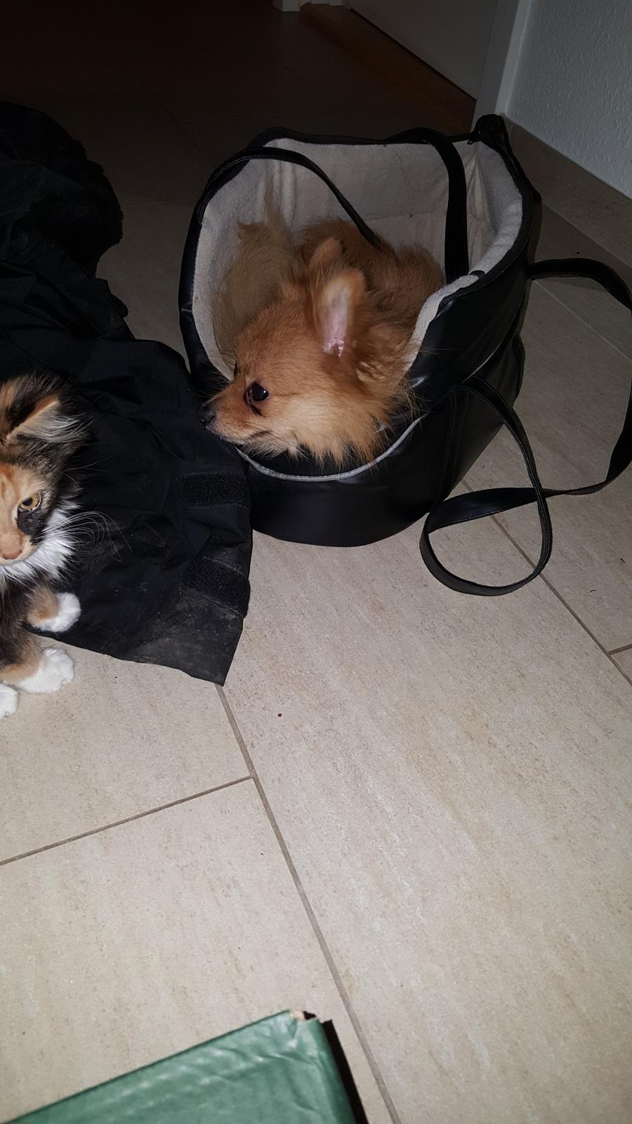 Pomeranian Jimmybrian  billede 8