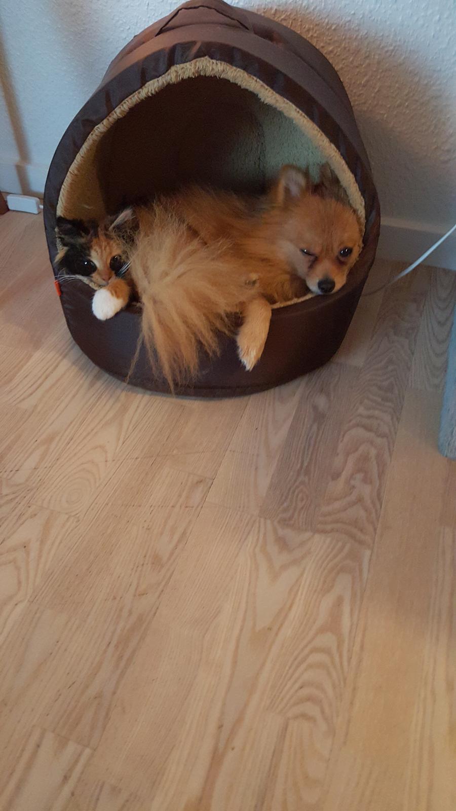 Pomeranian Jimmybrian  billede 9