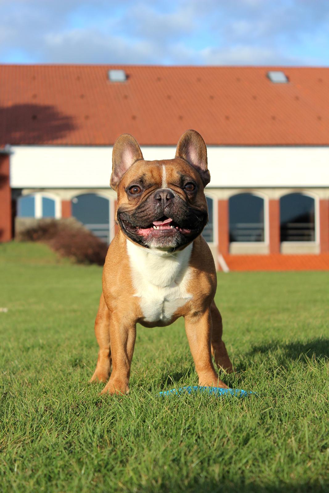 Fransk bulldog Arnold - Februar 2016 billede 4