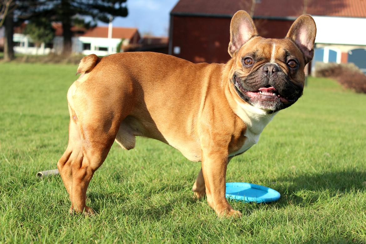 Fransk bulldog Arnold - Februar 2016 billede 5