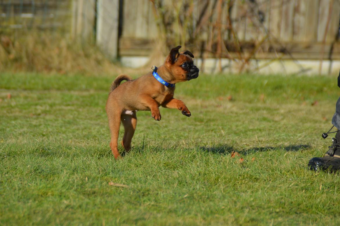 Griffon petit brabancon Karmdal Grandioso  billede 7