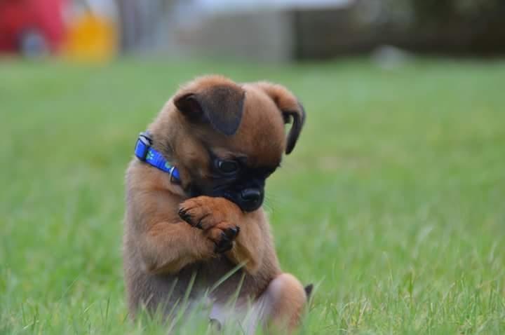 Griffon petit brabancon Karmdal Grandioso  billede 16