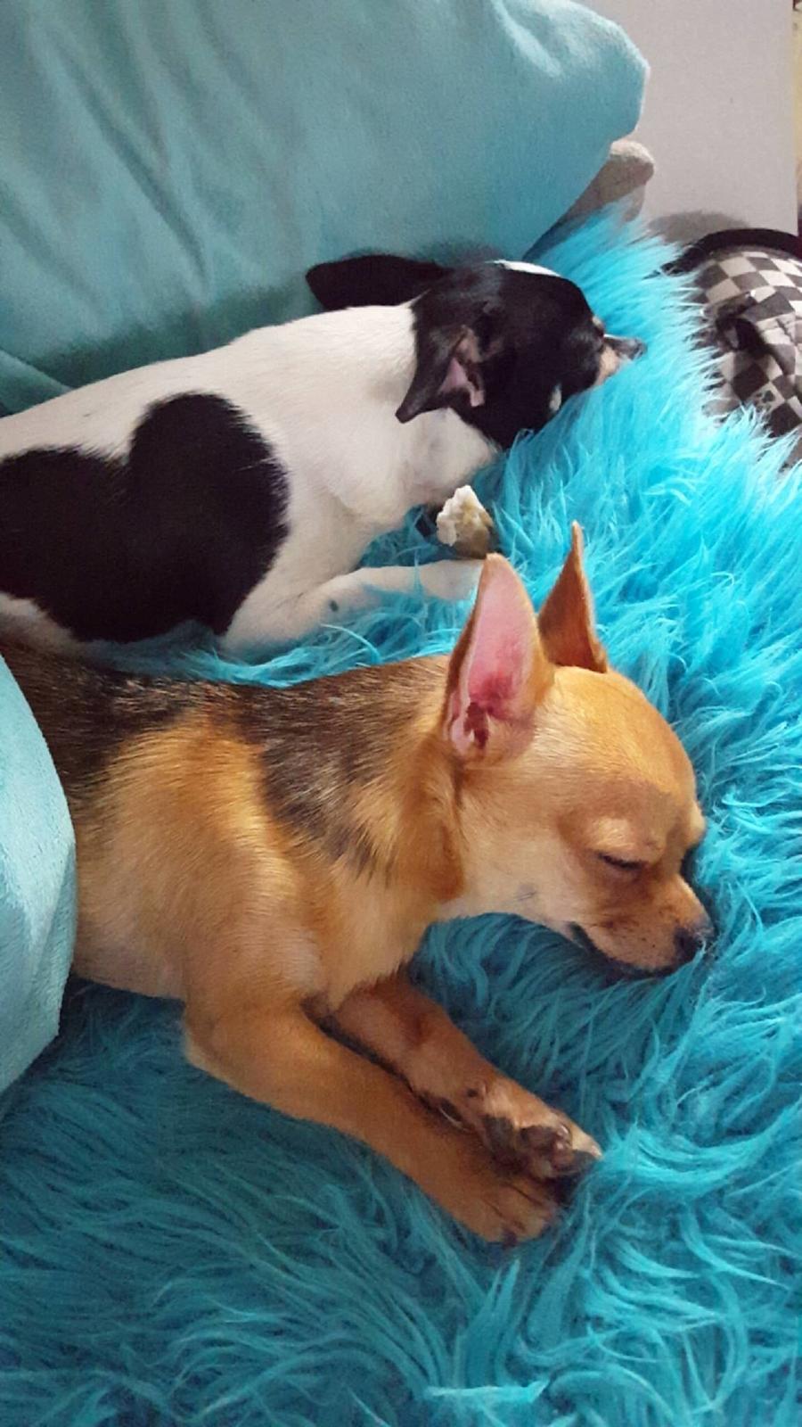 Chihuahua Mia billede 23