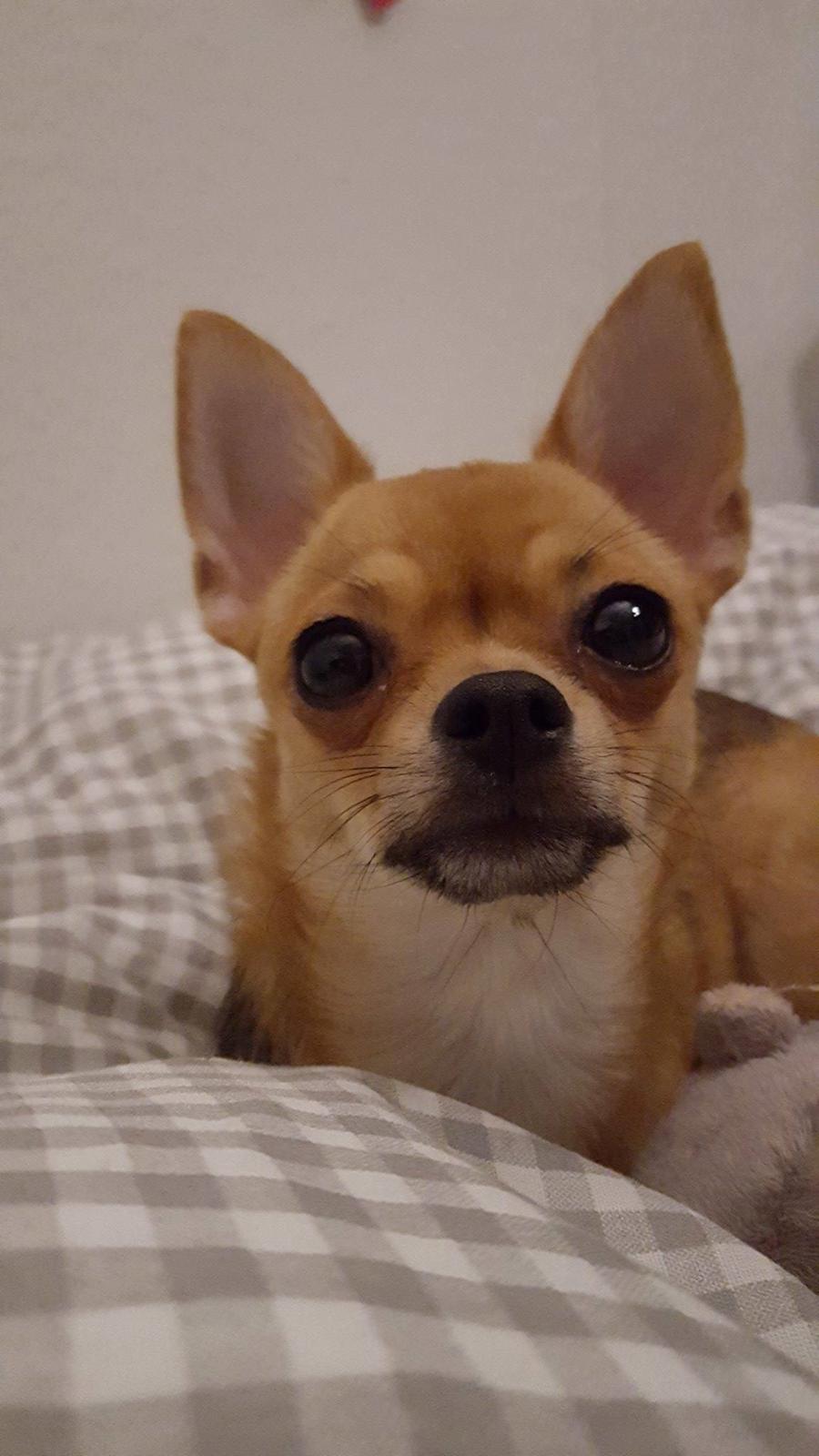 Chihuahua Mia billede 26