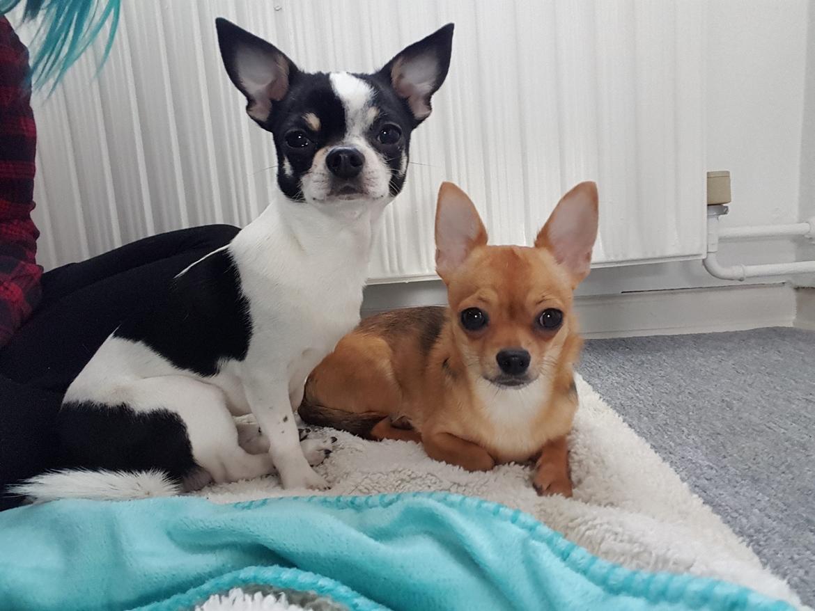 Chihuahua Mia billede 27