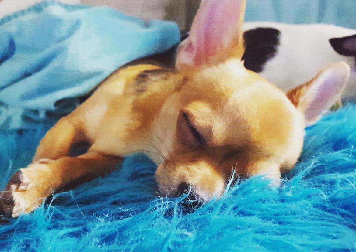 Chihuahua Mia billede 28