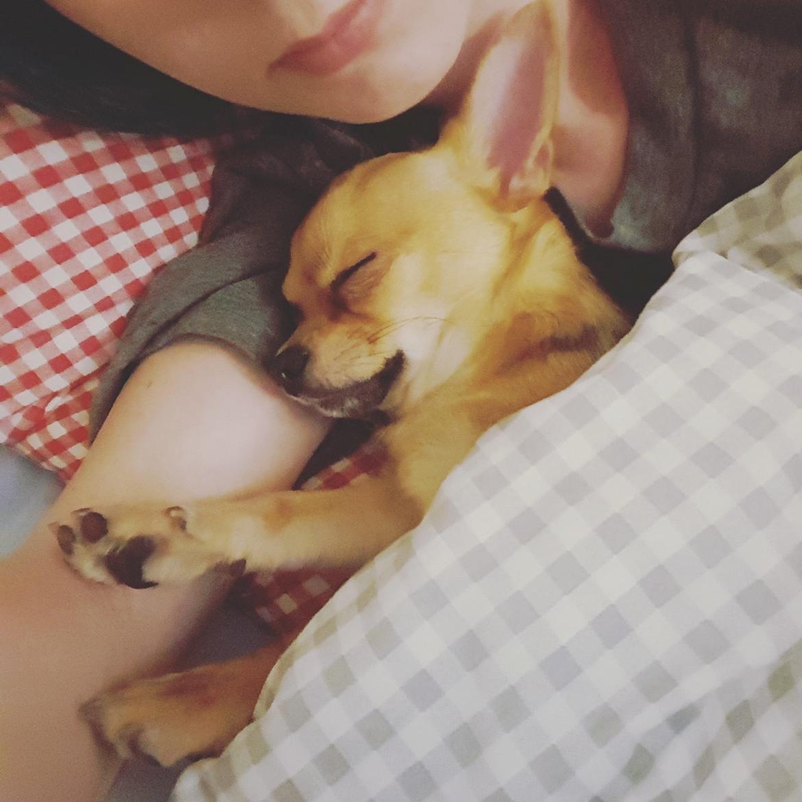 Chihuahua Mia billede 29