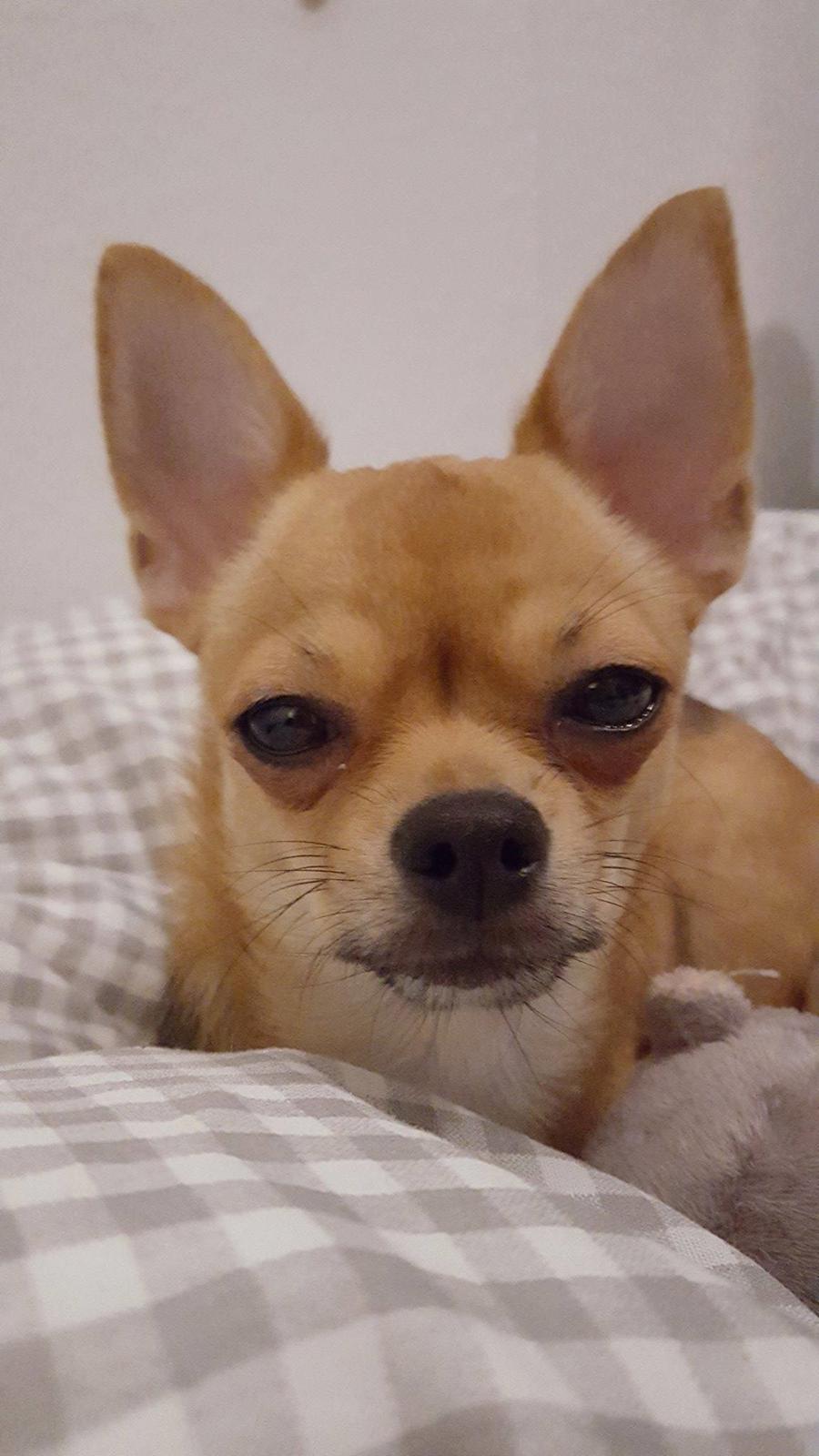 Chihuahua Mia billede 25