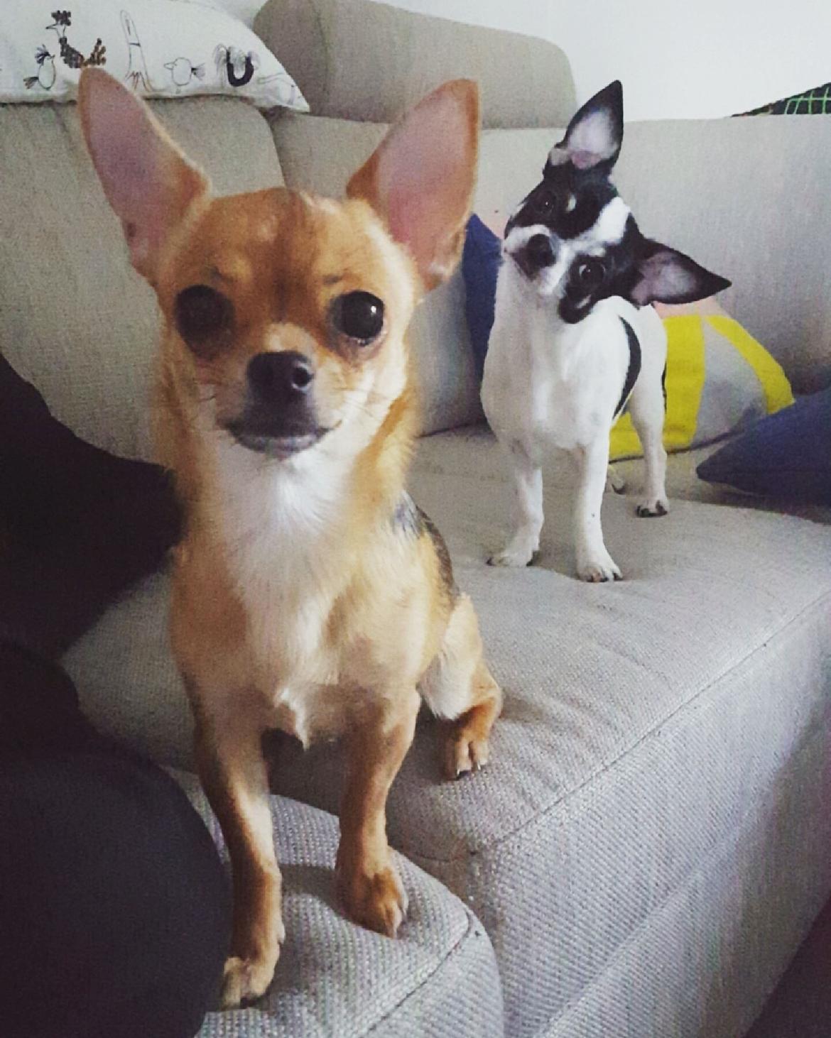 Chihuahua Yankee Pride's Aspen Colorado (Lillegutt) billede 17