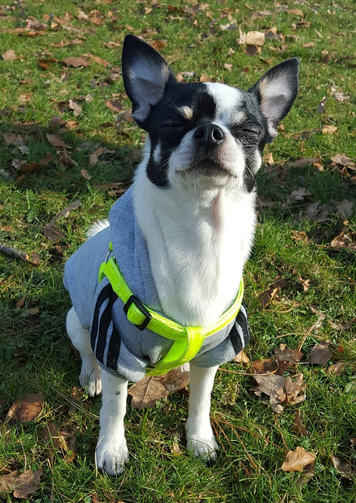 Chihuahua Yankee Pride's Aspen Colorado (Lillegutt) billede 19