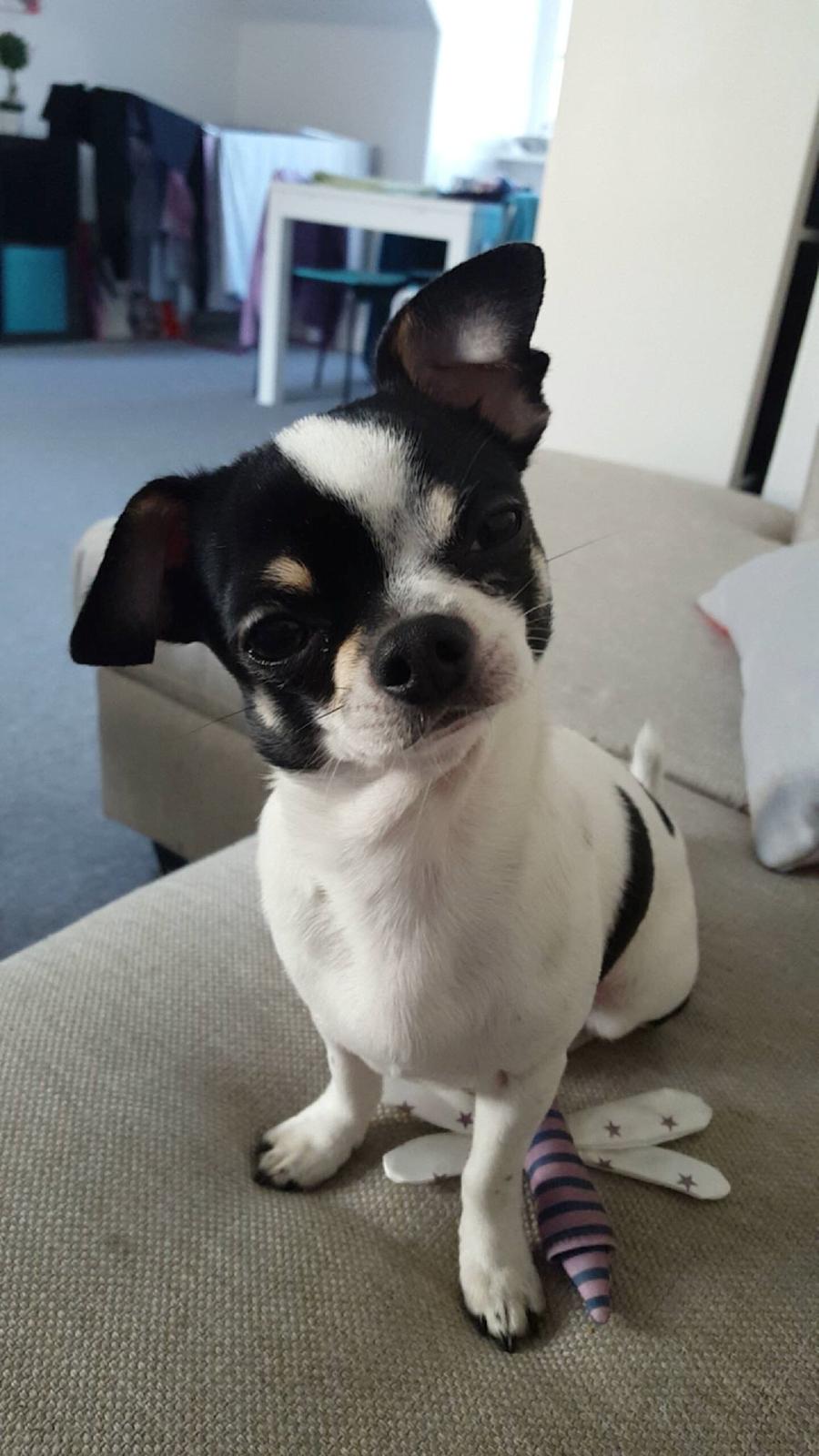 Chihuahua Yankee Pride's Aspen Colorado (Lillegutt) billede 1