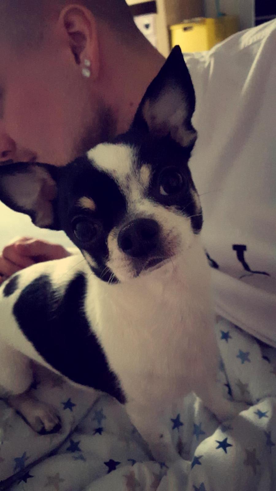 Chihuahua Yankee Pride's Aspen Colorado (Lillegutt) billede 20