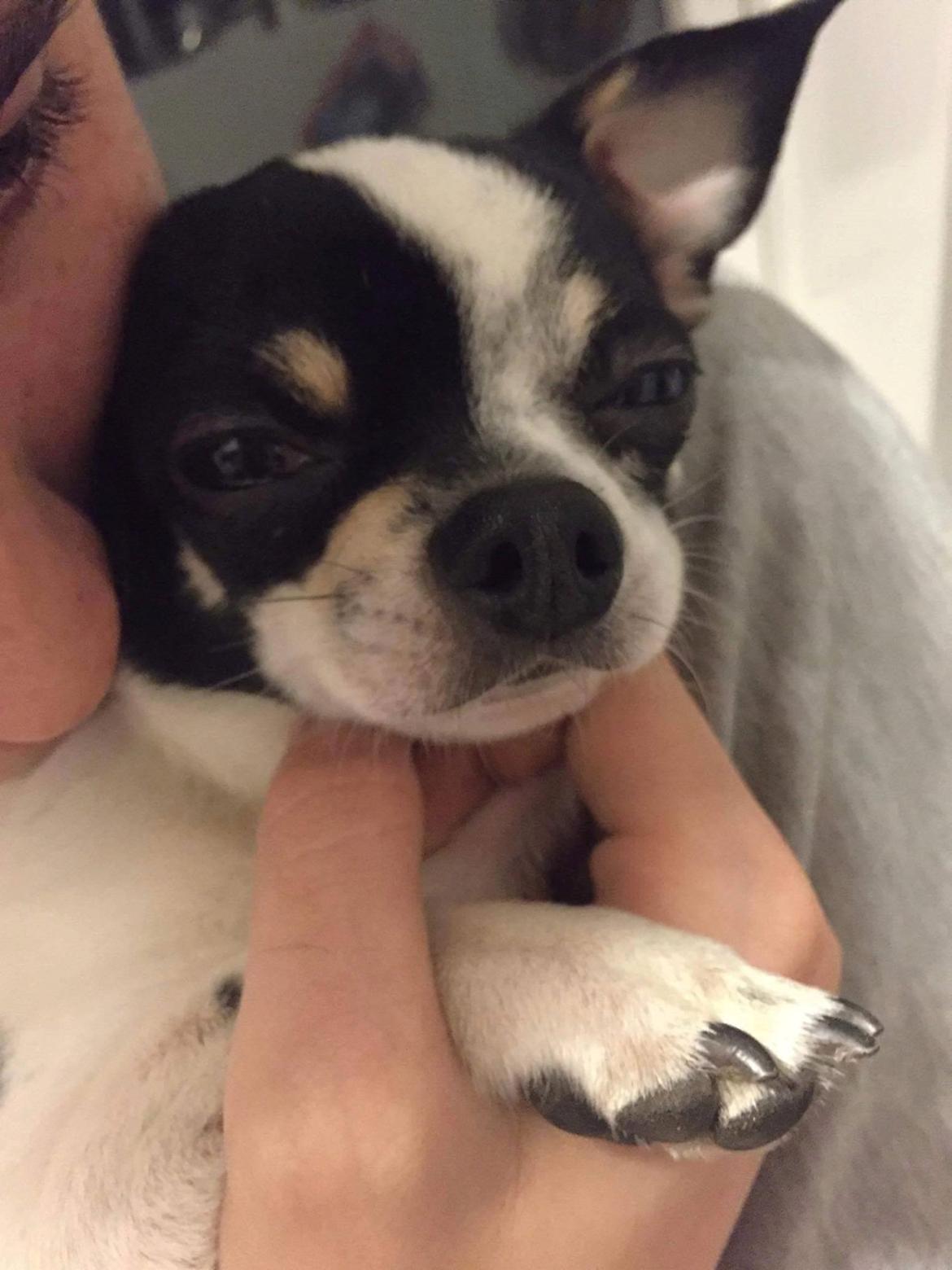 Chihuahua Yankee Pride's Aspen Colorado (Lillegutt) billede 21