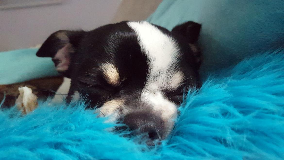 Chihuahua Yankee Pride's Aspen Colorado (Lillegutt) billede 22