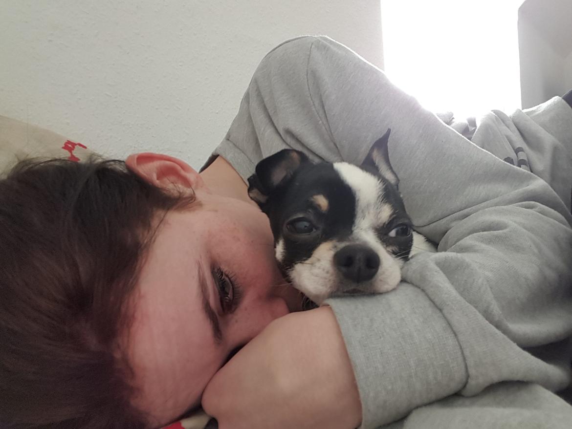 Chihuahua Yankee Pride's Aspen Colorado (Lillegutt) billede 18