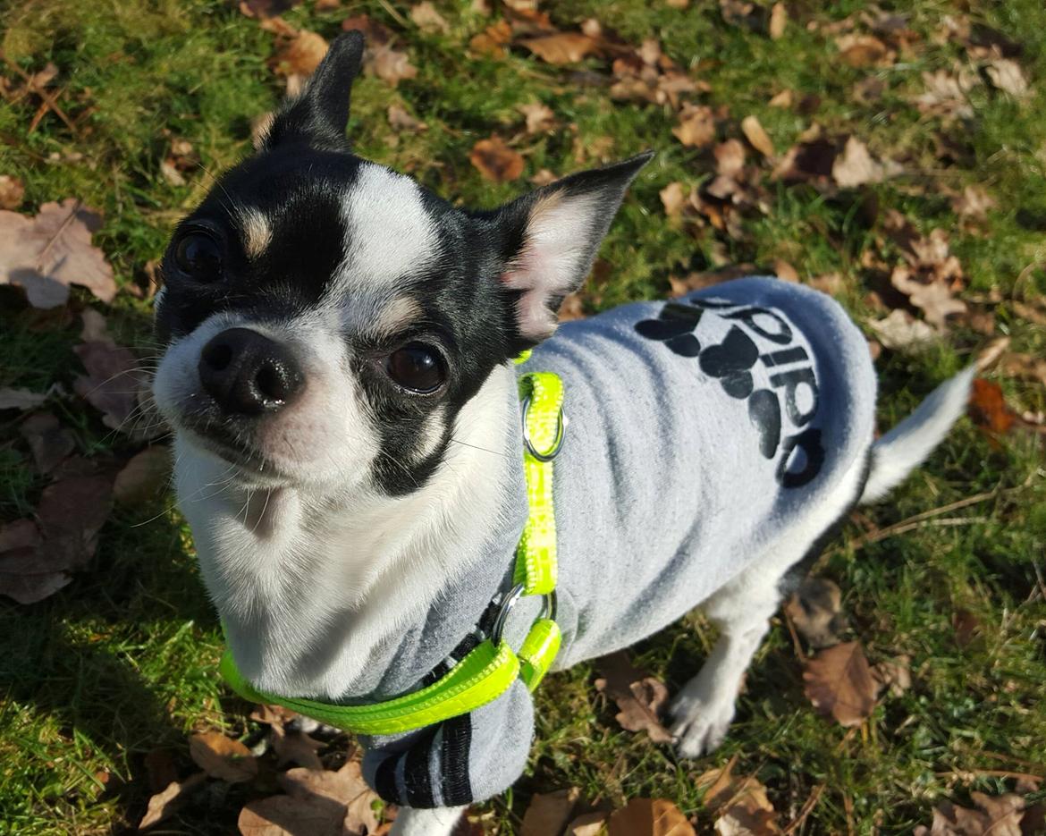 Chihuahua Yankee Pride's Aspen Colorado (Lillegutt) billede 24