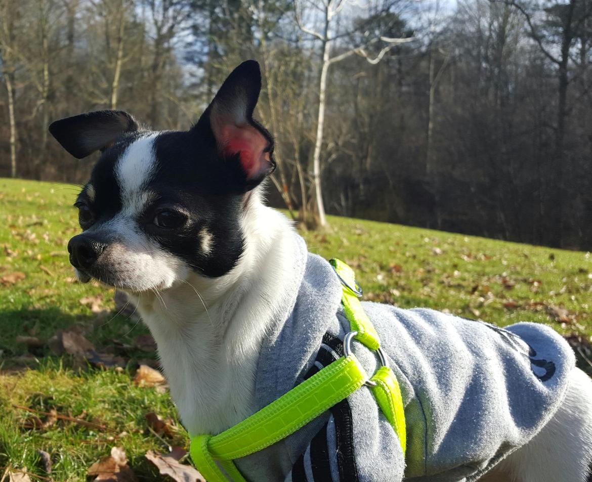 Chihuahua Yankee Pride's Aspen Colorado (Lillegutt) billede 25