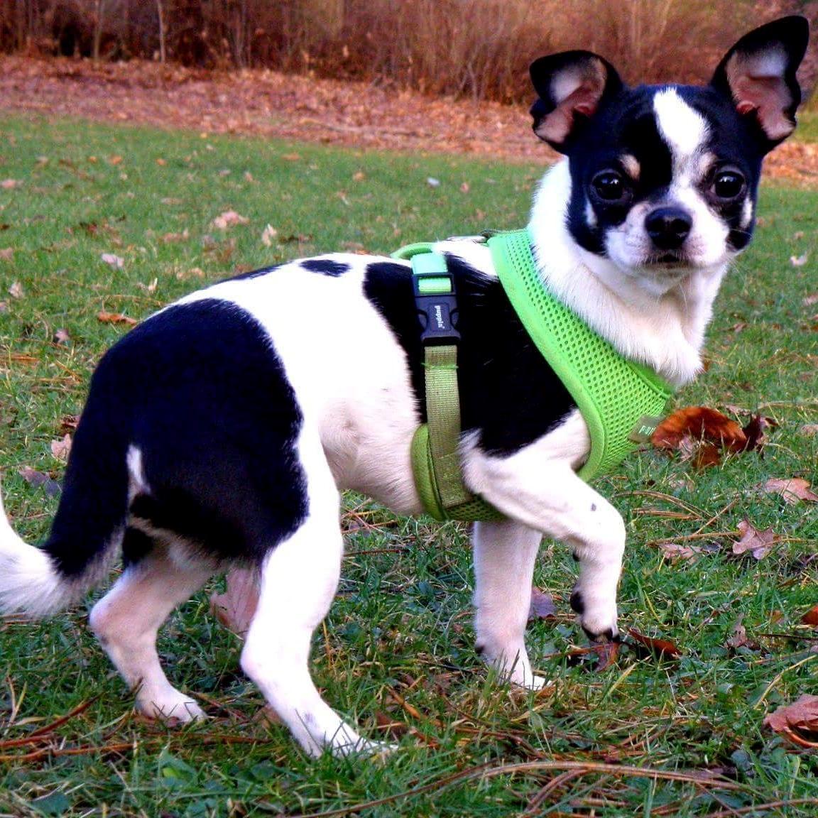 Chihuahua Yankee Pride's Aspen Colorado (Lillegutt) billede 26