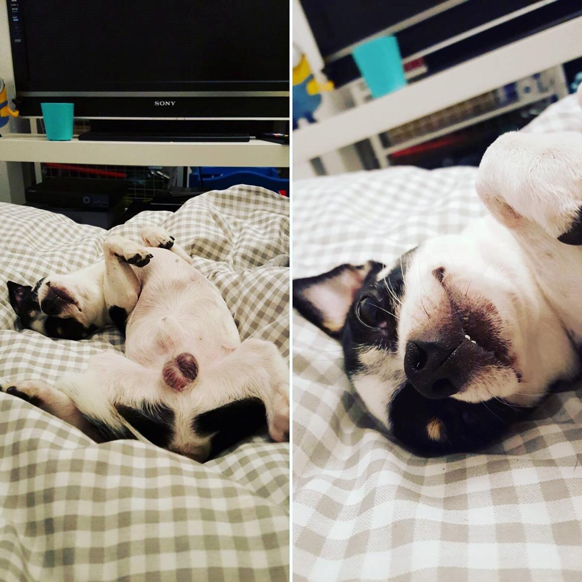 Chihuahua Yankee Pride's Aspen Colorado (Lillegutt) billede 27