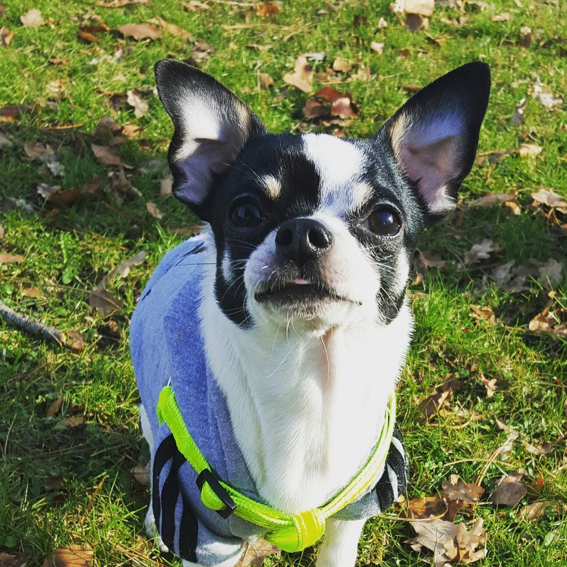 Chihuahua Yankee Pride's Aspen Colorado (Lillegutt) billede 28