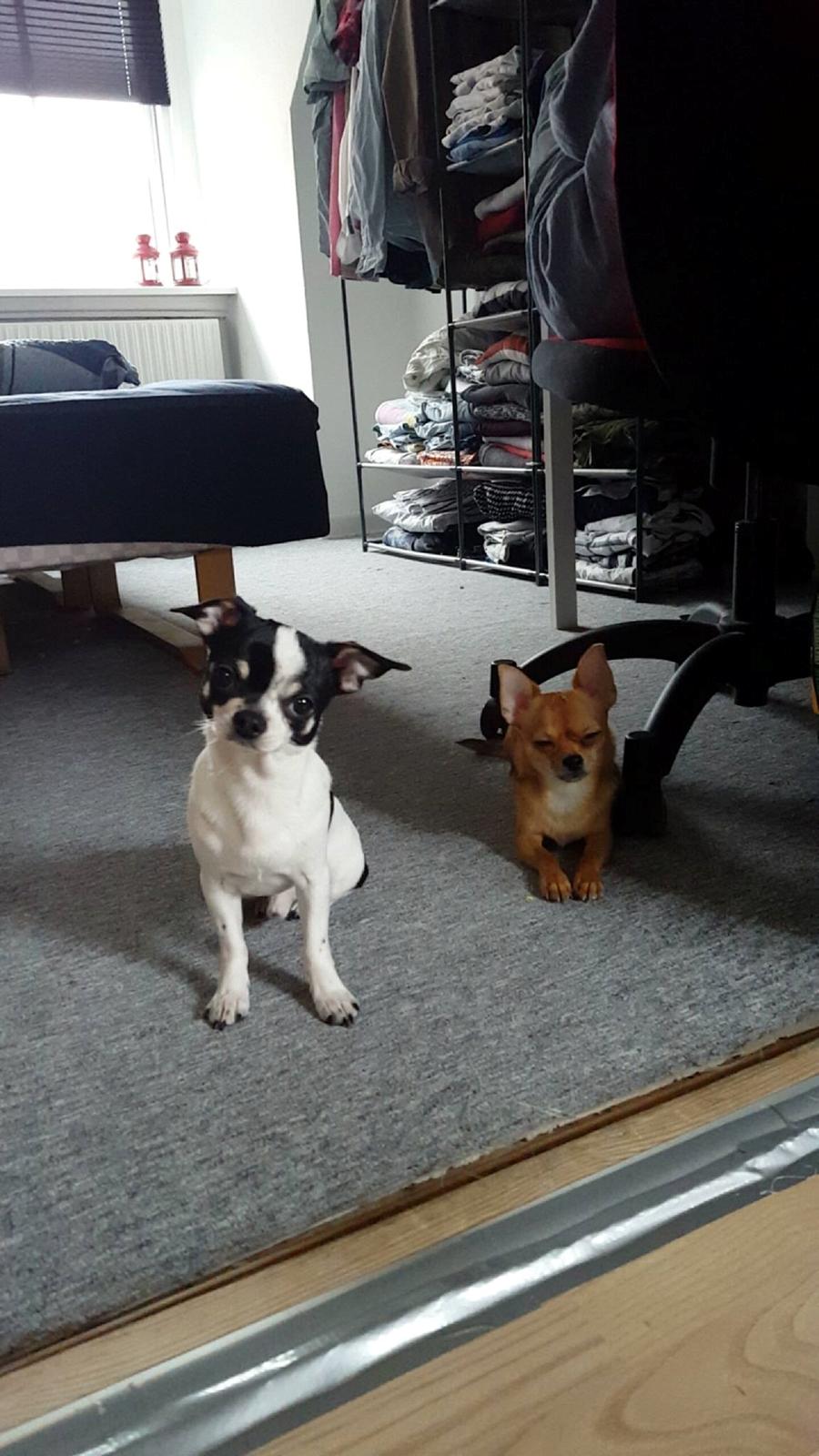 Chihuahua Yankee Pride's Aspen Colorado (Lillegutt) billede 23