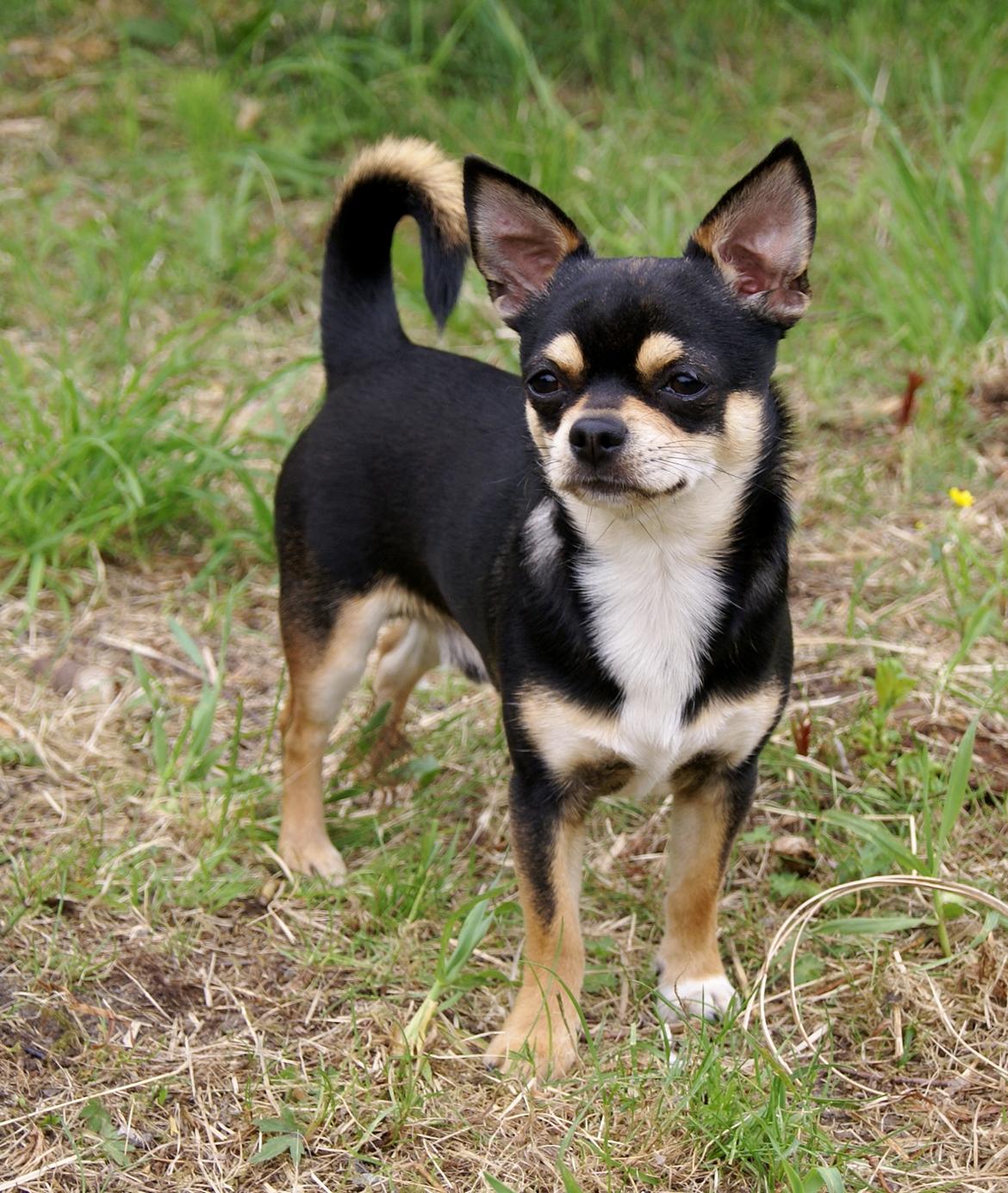 Chihuahua Yankee Pride's Bon Jovi (Per) *Stjålet* billede 1