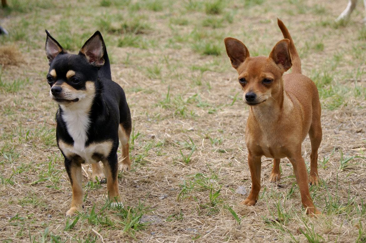Chihuahua Yankee Pride's Bon Jovi (Per) *Stjålet* billede 2
