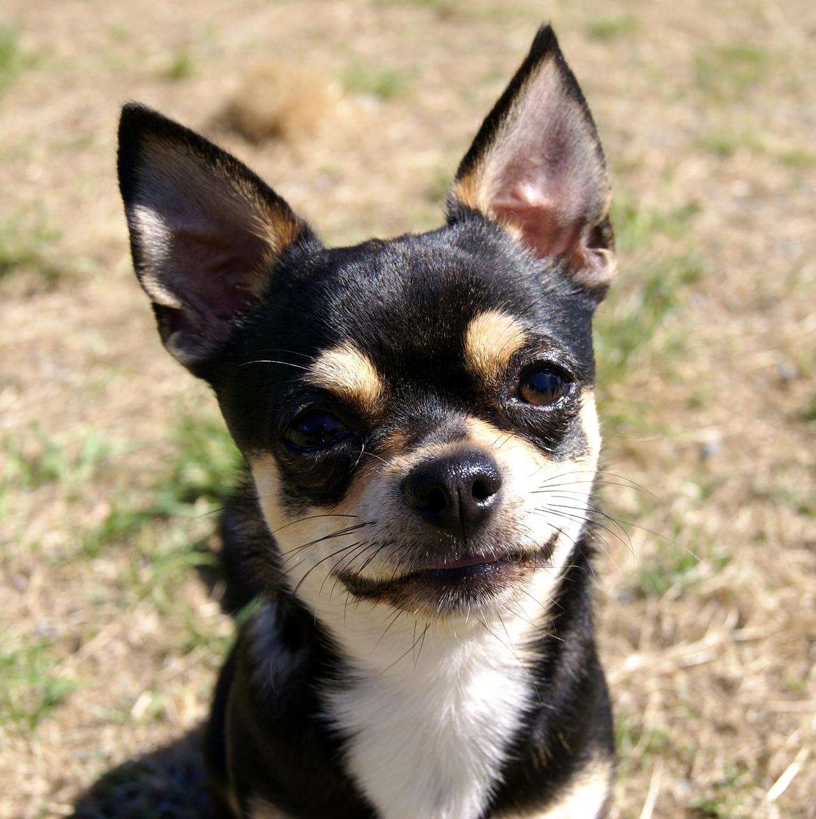 Chihuahua Yankee Pride's Bon Jovi (Per) *Stjålet* billede 3