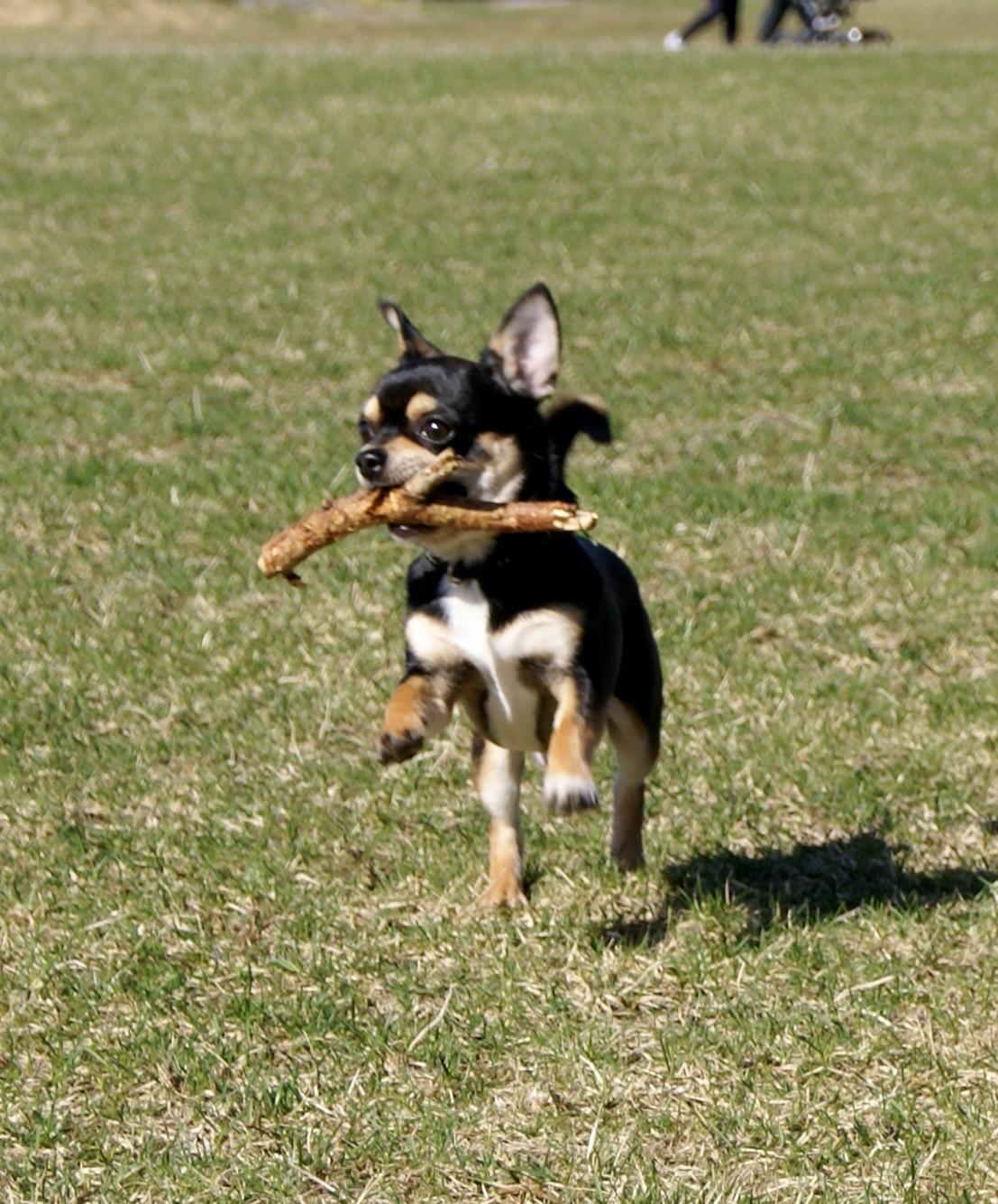 Chihuahua Yankee Pride's Bon Jovi (Per) *Stjålet* billede 5