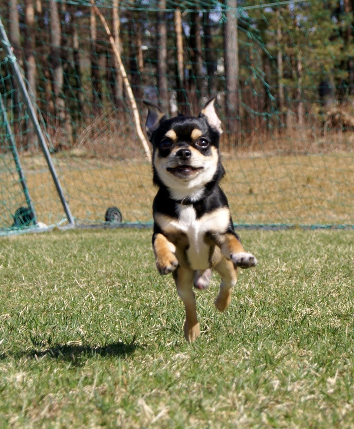 Chihuahua Yankee Pride's Bon Jovi (Per) *Stjålet* billede 7