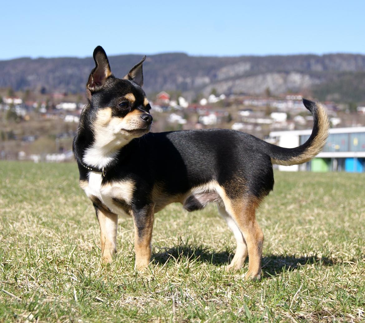 Chihuahua Yankee Pride's Bon Jovi (Per) *Stjålet* billede 8