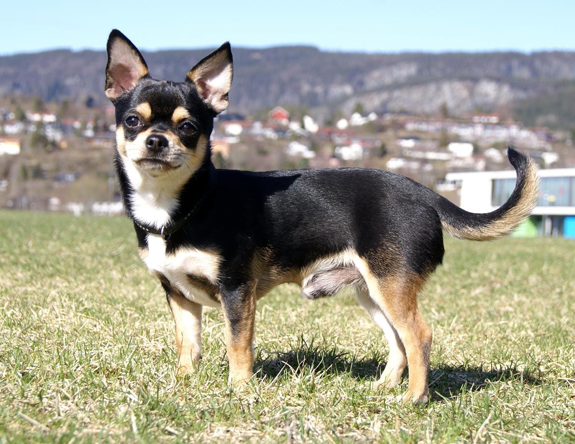 Chihuahua Yankee Pride's Bon Jovi (Per) *Stjålet* billede 9