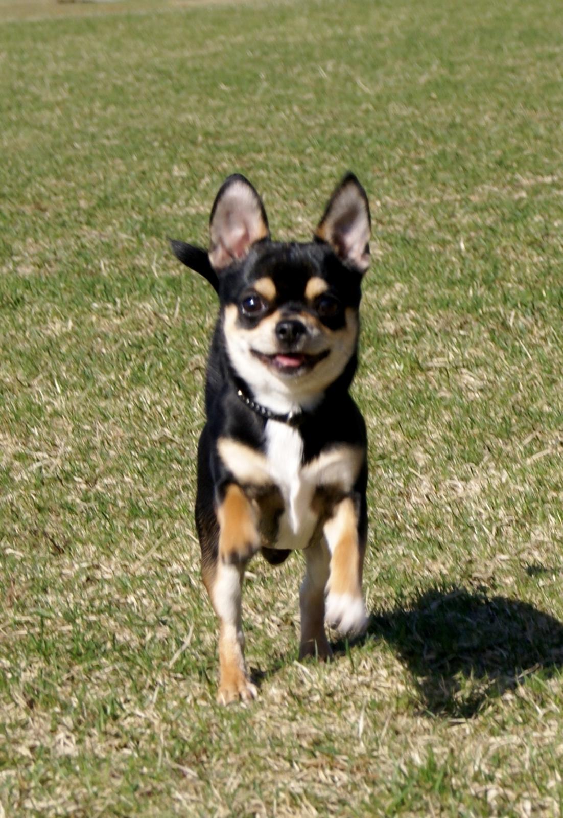 Chihuahua Yankee Pride's Bon Jovi (Per) *Stjålet* billede 10