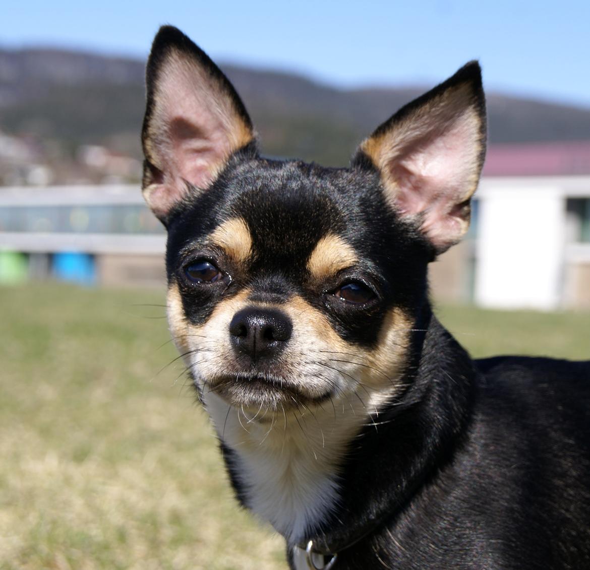 Chihuahua Yankee Pride's Bon Jovi (Per) *Stjålet* billede 11